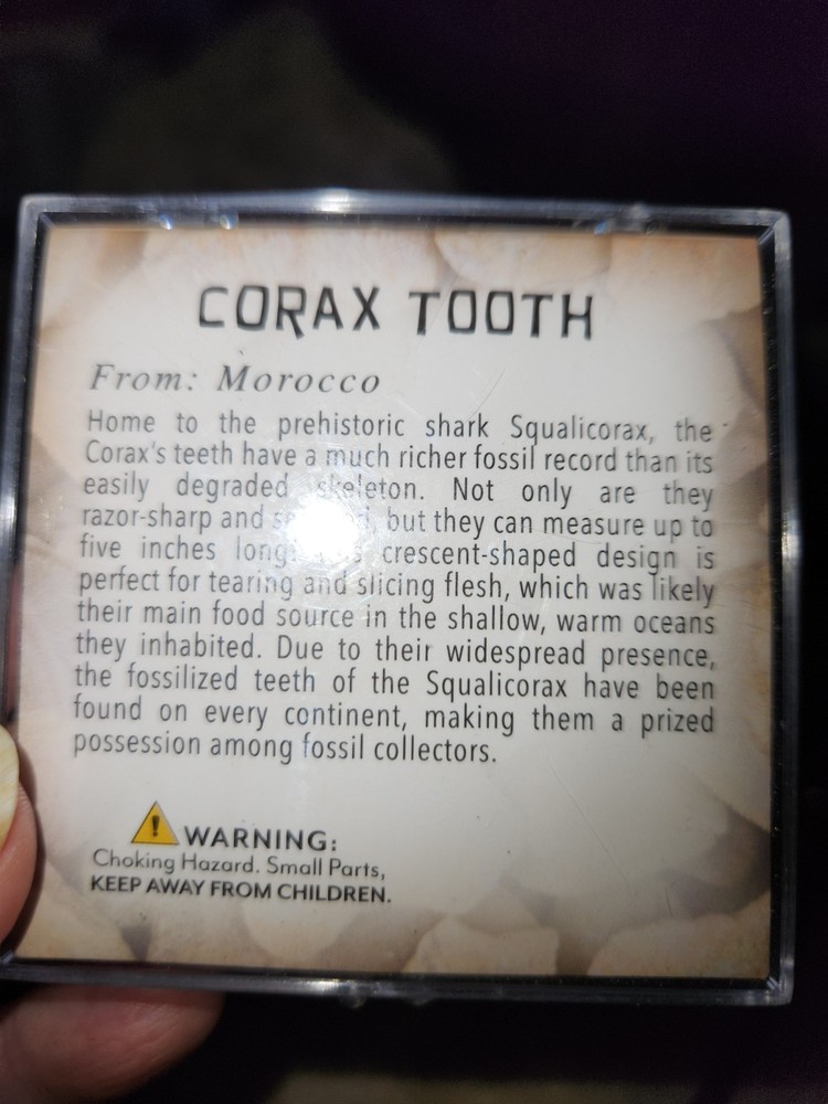 BEAUTIFUL CORAX TOOTH SPECIMEN E