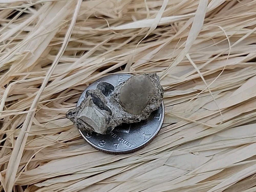 Permineralized Claw Fossil Super Rare
