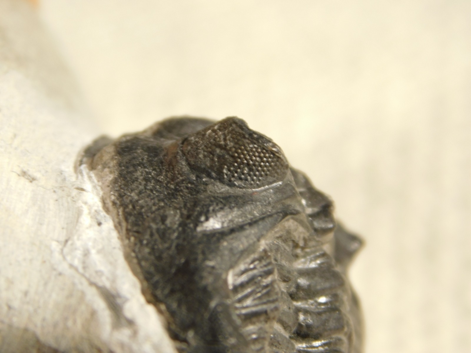 Enrolled! Hollardops TRILOBITE Fossil Nice and 100% Natural Morocco 208gr