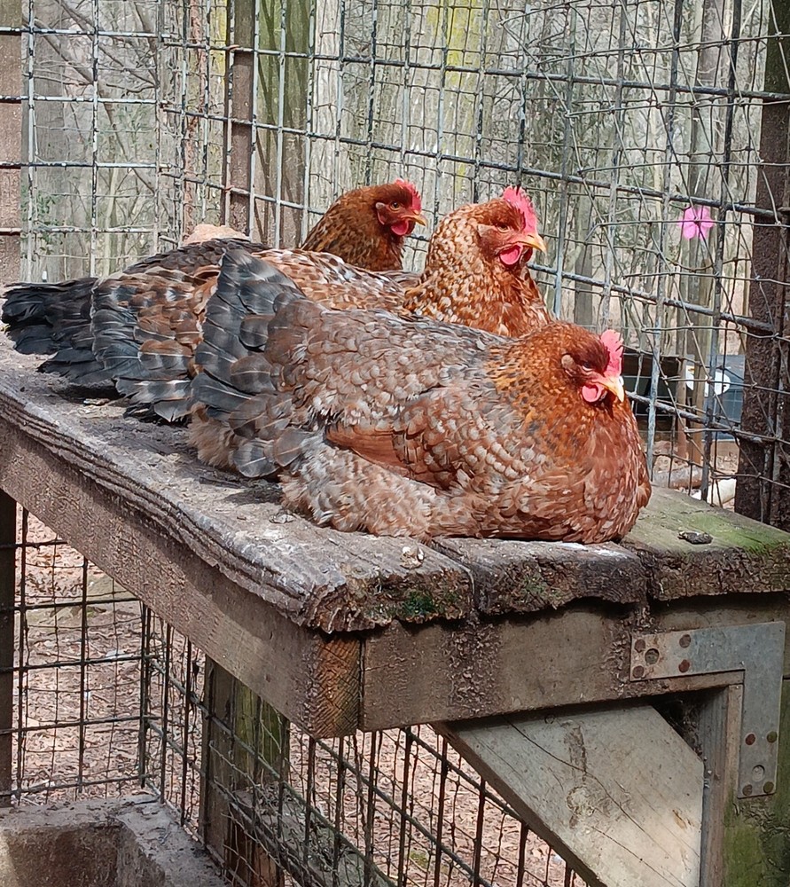 6 German Bielefelder Hatching Eggs