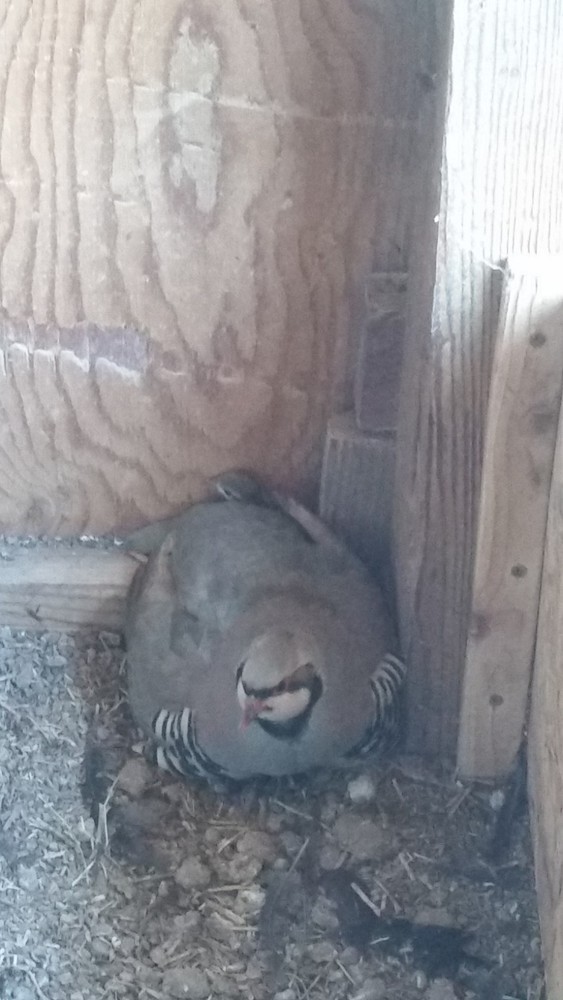 Chukar Partridge Hatching Eggs 6 Total