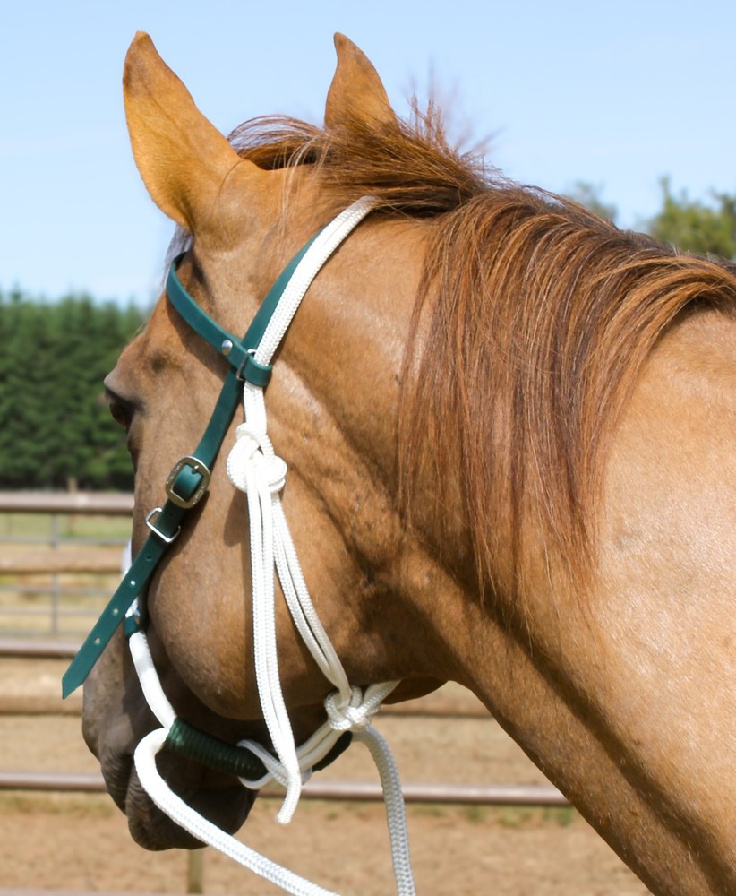Sage Green Biothane Loping / Hackamore Bridle