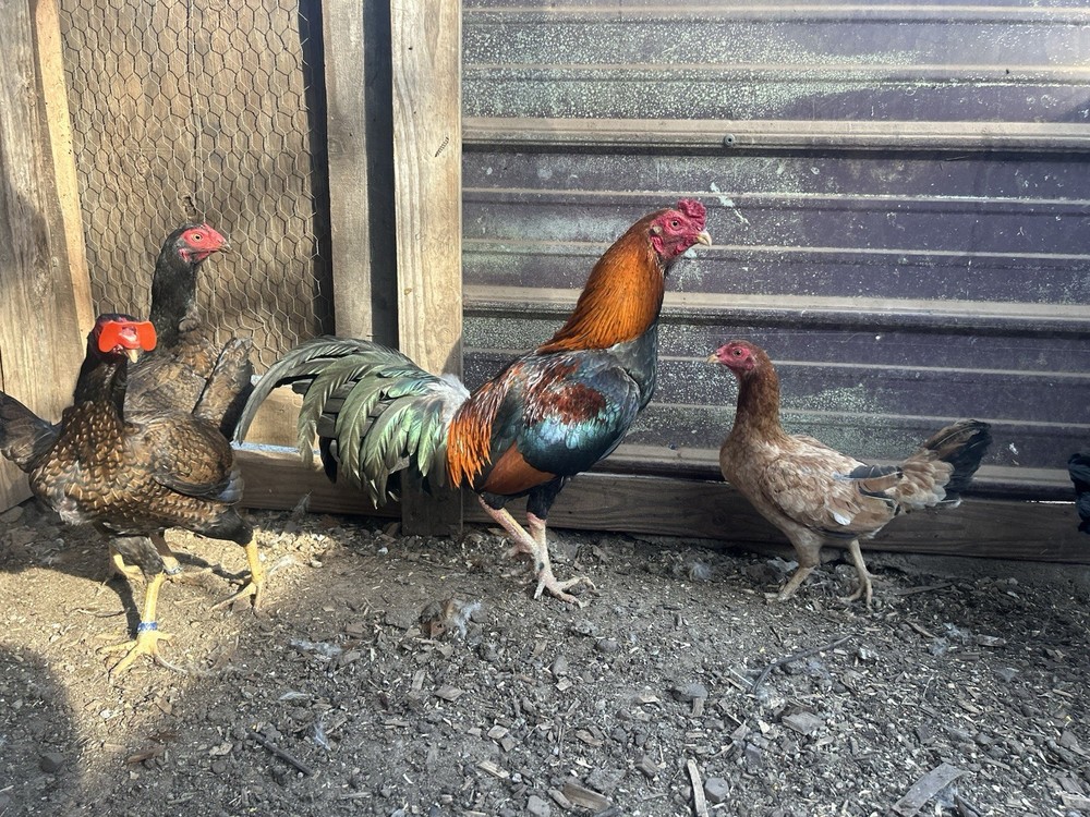 Boneyard Sonotal Eggs