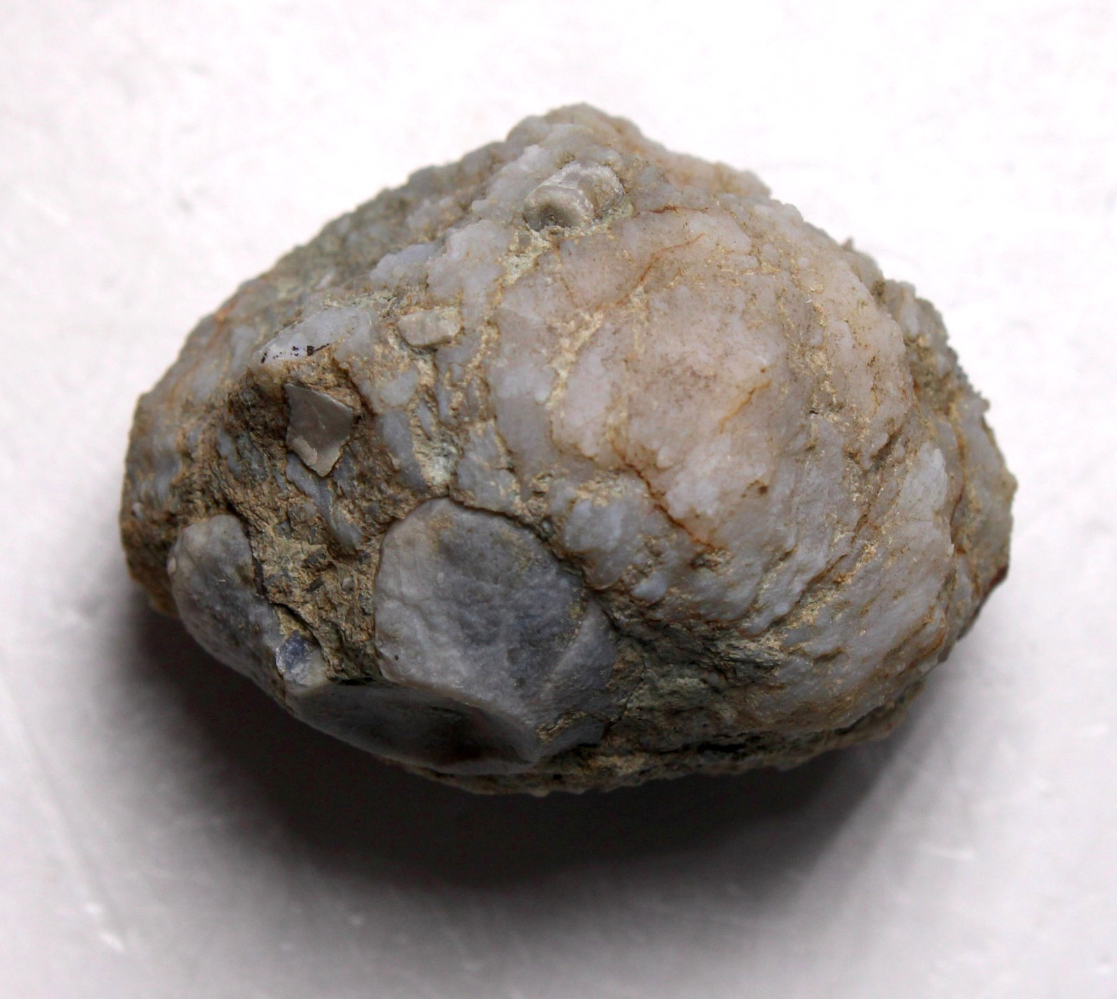 Geodized Platycrinites Crinoid Calyx Mississippian Fossil Kentucky Fort Payne Fm