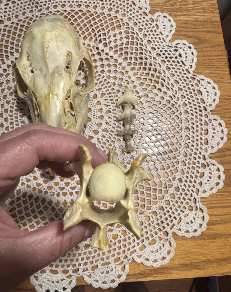 Whitetail Doe Skull And Vertebrae