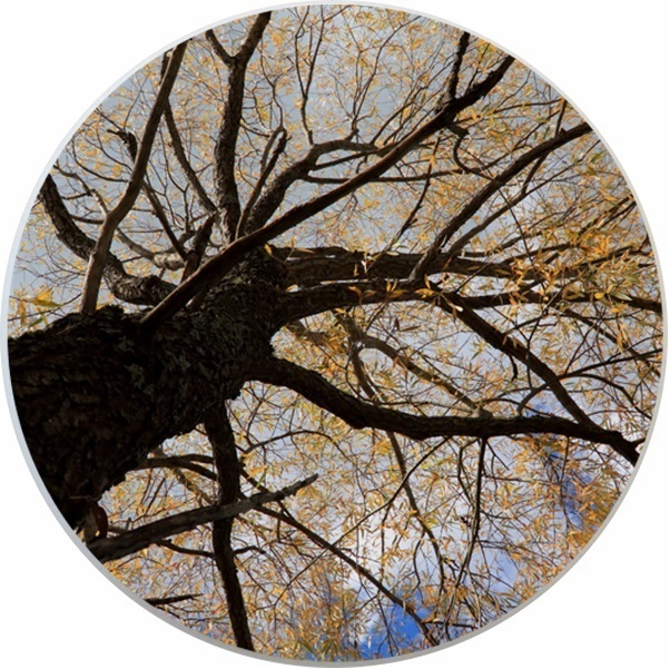 Autumn Tree Ceramic Cabinet Drawer Pull Knob