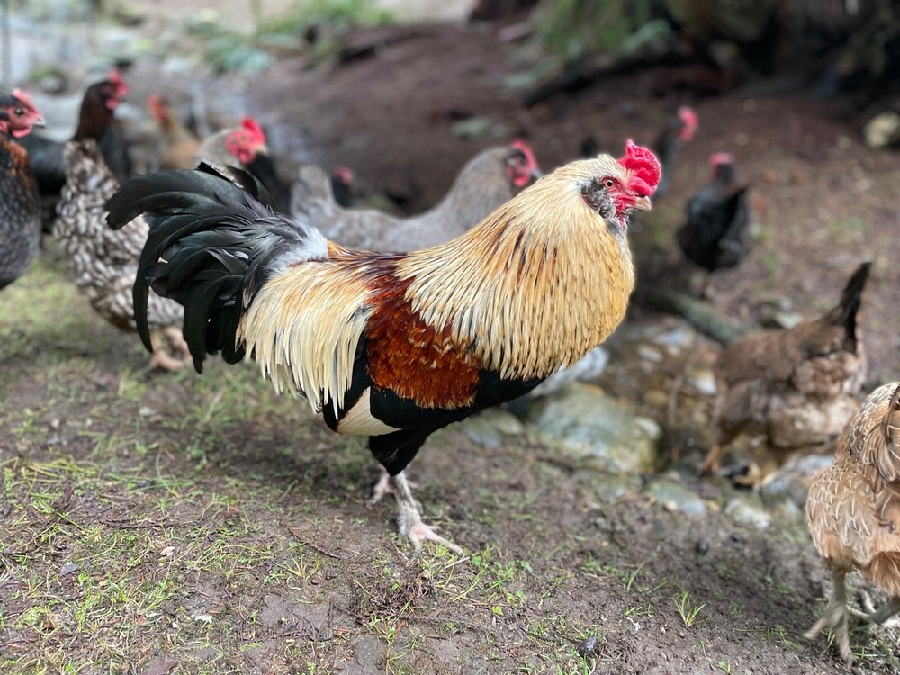 12+ Fertile Chicken Hatching Eggs Rainbow Mix Black Copper Maran Easter Egger