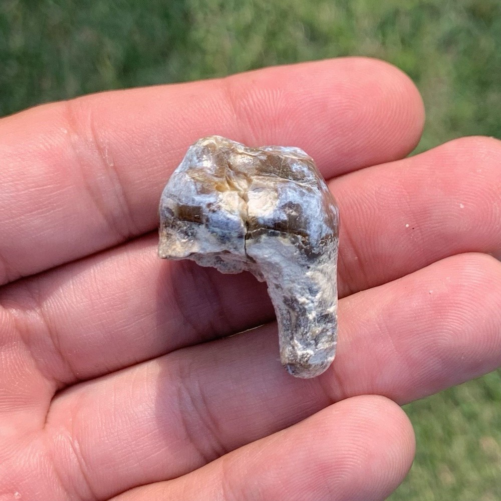Fossil Archaeotherium tooth, Hell Pig, Chadron formation, Eocene, Nebraska