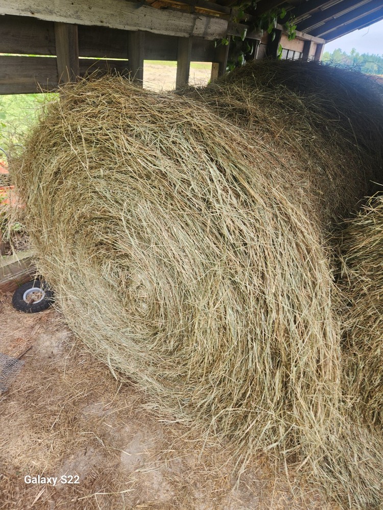 Horse Hay