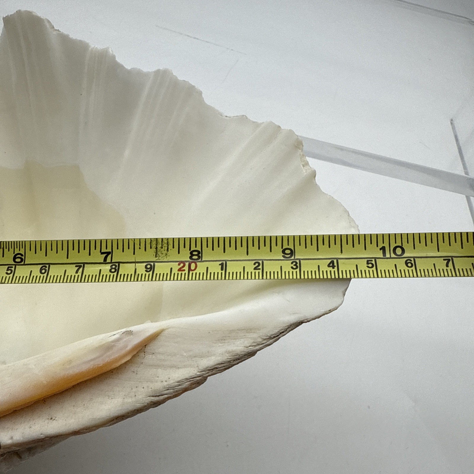 Giant Clam Shell Tridacna Gigas 9.5” Long X 7.5” Wide Fossil Indentations Clean