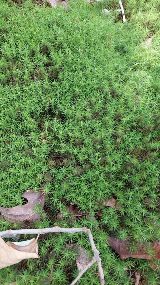 Moss