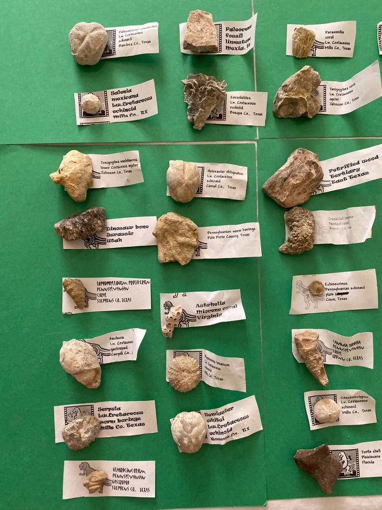 30 different identified fossils Set #2 identified labeled and bagged