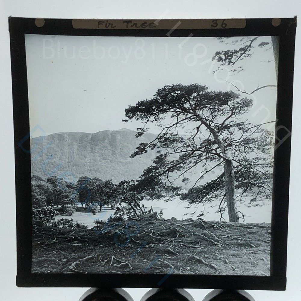 ragged fir tree forested landscape magic lantern