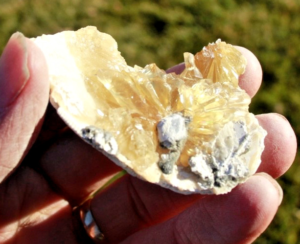 Fluorescent Fossil Crystal Clam from Ruck's Pit, Florida • Mercanaria permanga
