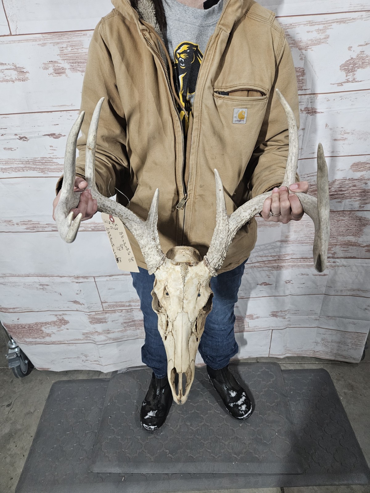 Wild 8 Point Whitetail Deer Antler Rack Horn European Skull Mount Man Cave 122"