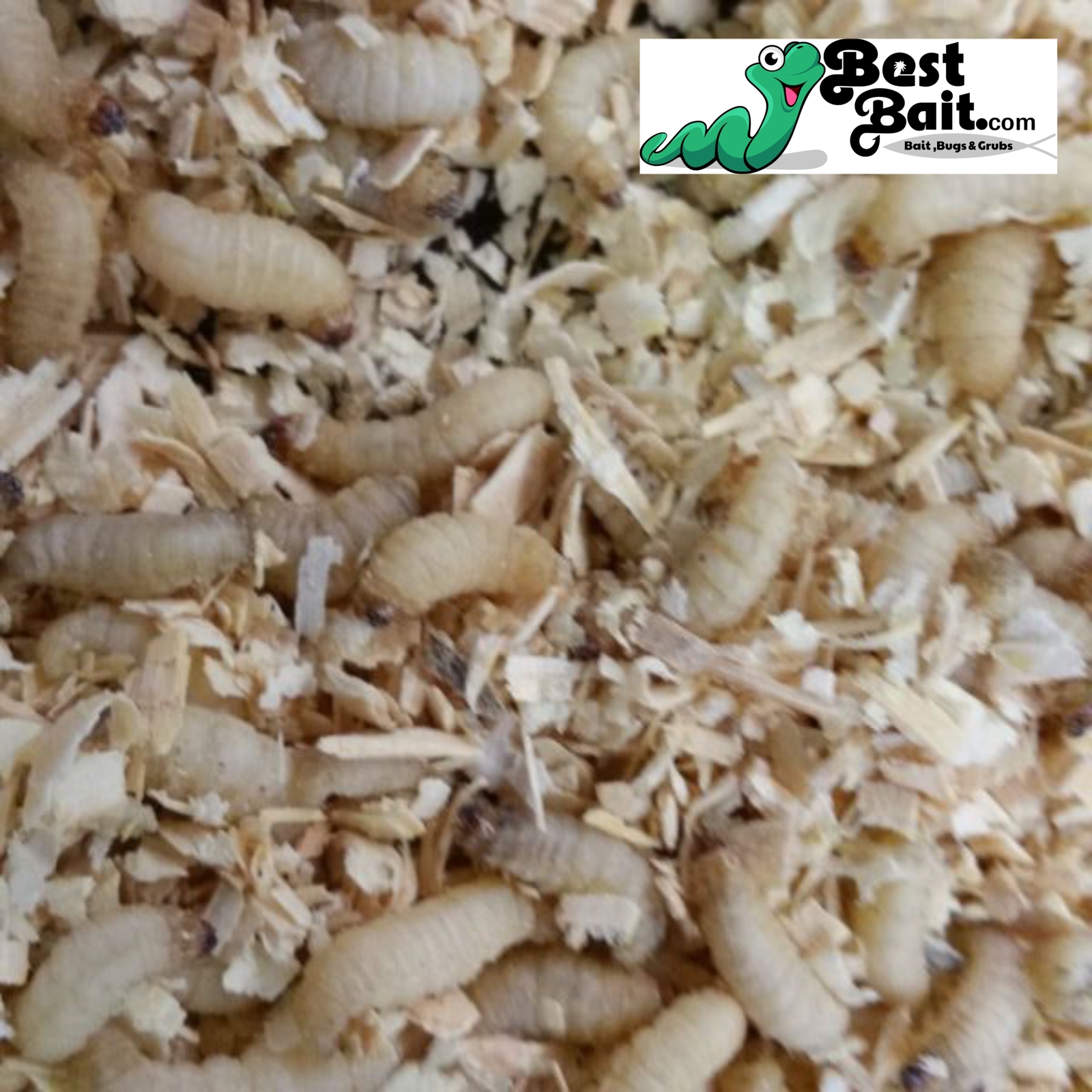500 Count Live Waxworms, Wax worms Fishing, Reptile Feeders, Free Shipping