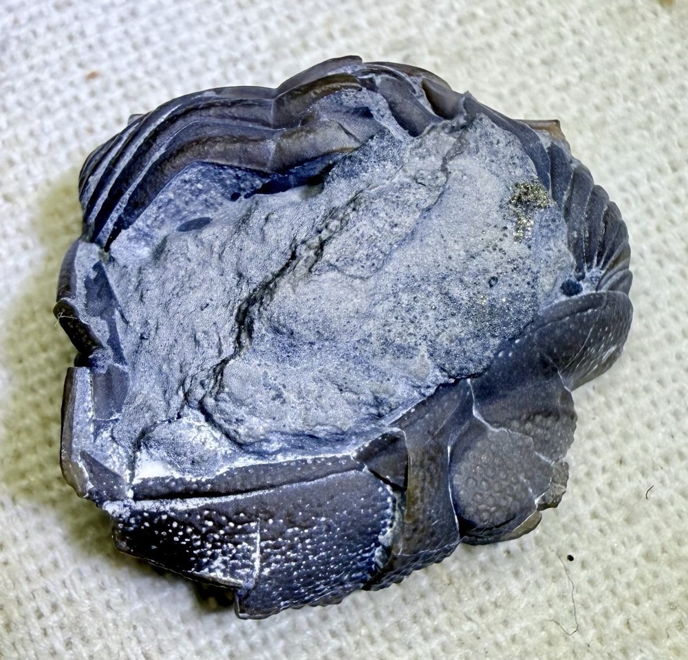 Phacops Trilobite ~Silica Formation~ Ohio ~ Devonian Period