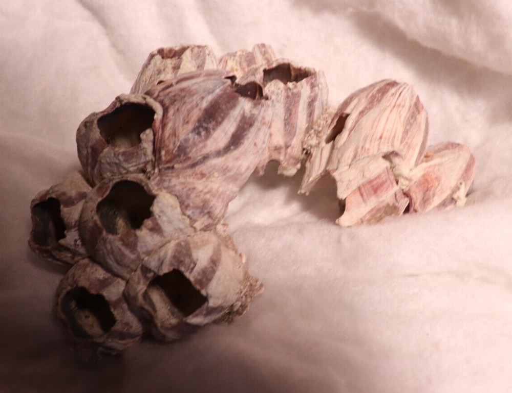 Barnacles Fossil Shell Purple Cluster