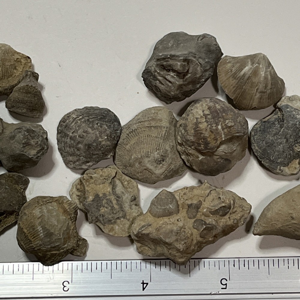 Devonian Fossils Lot Of 25