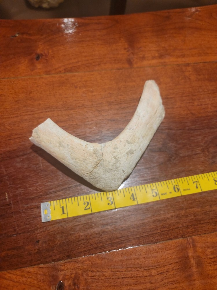 Prehistoric Turtle Jaw