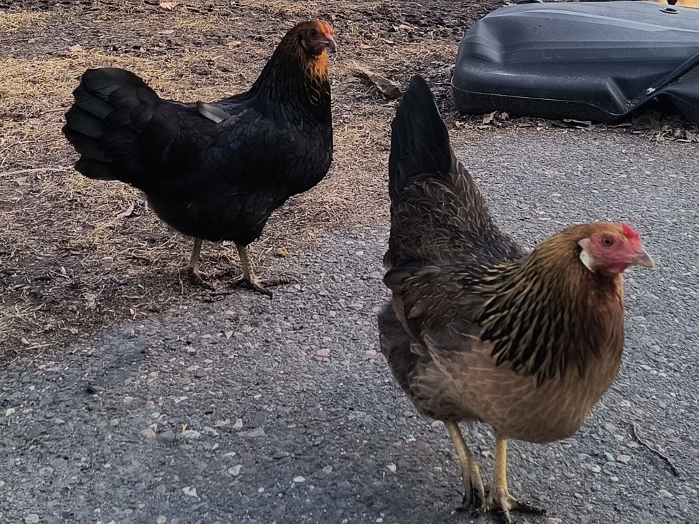 1 dozen+3 Rainbow Hatching Eggs