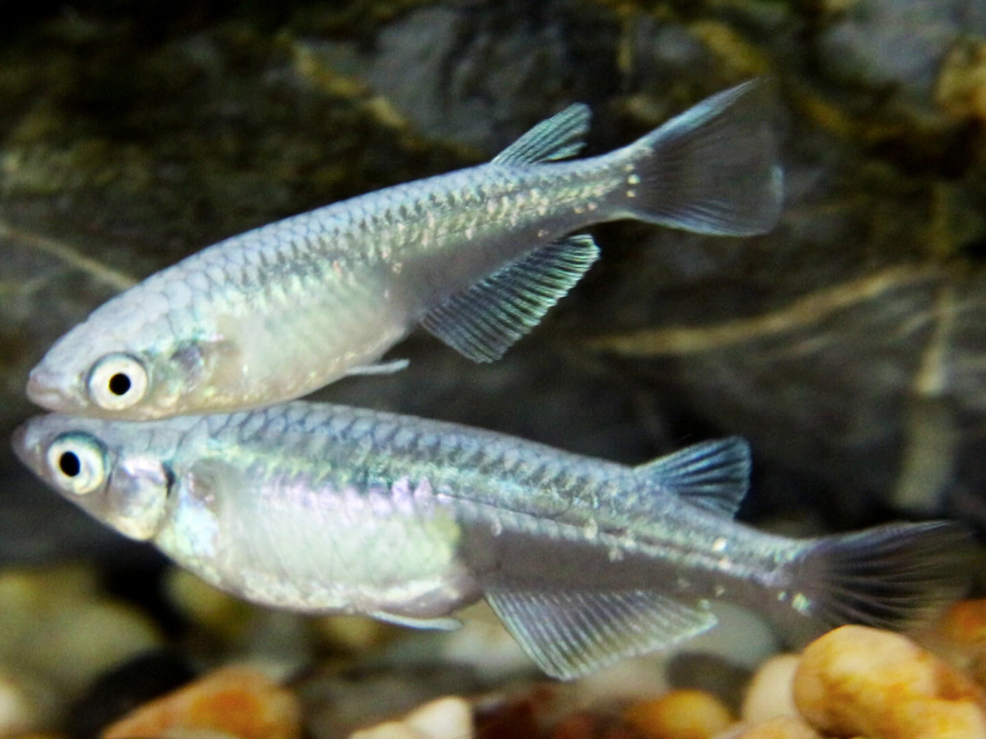 Special For Eggshapedcat, 8 Platinum Blue Miyuki