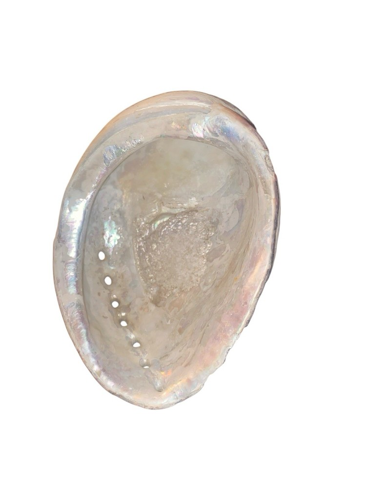 Vtg Seashells (2) Big