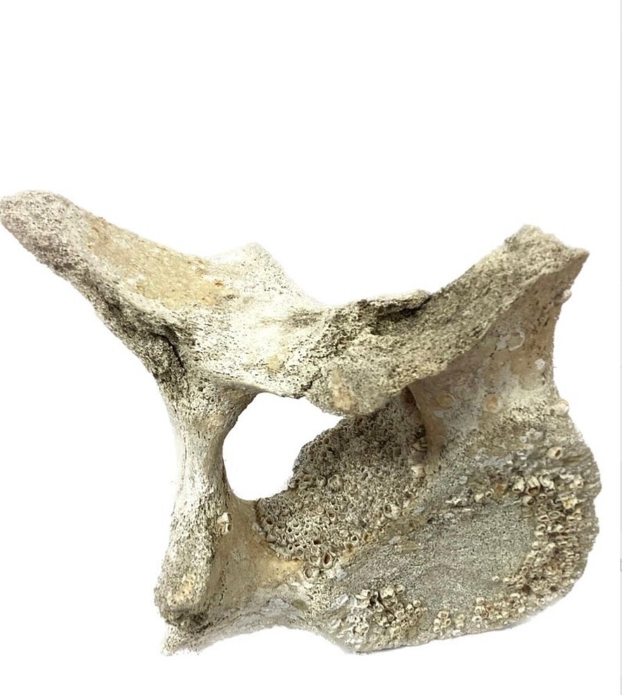 Fossilized Whale Vertebrae #15