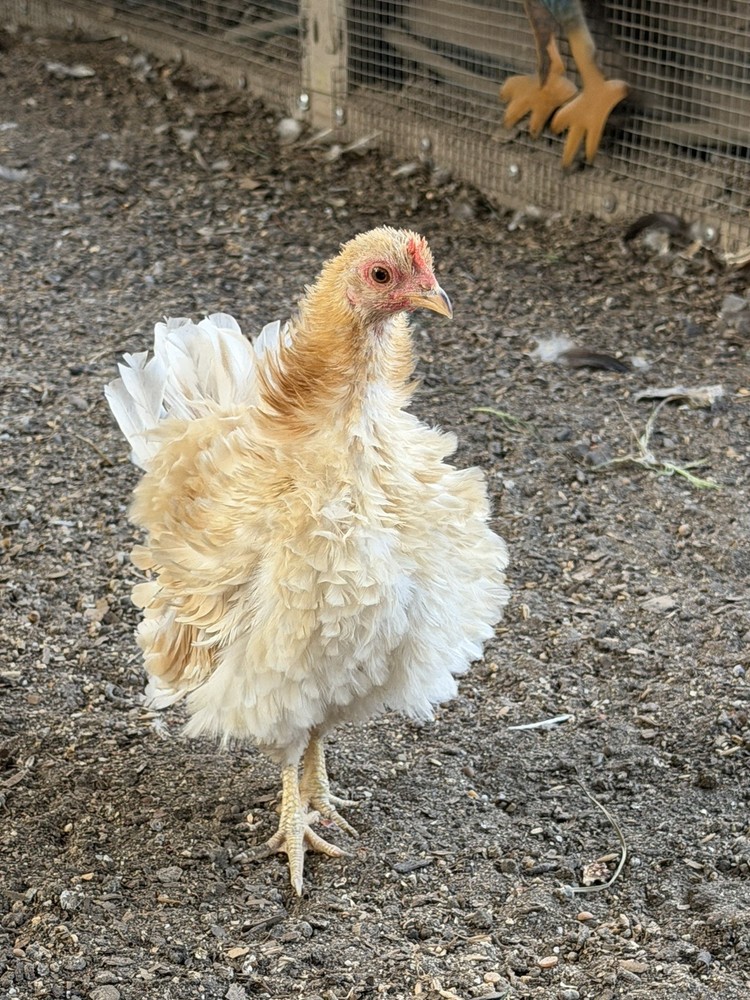 8 Serama Hatching eggs NPIP/AI and PT Clean