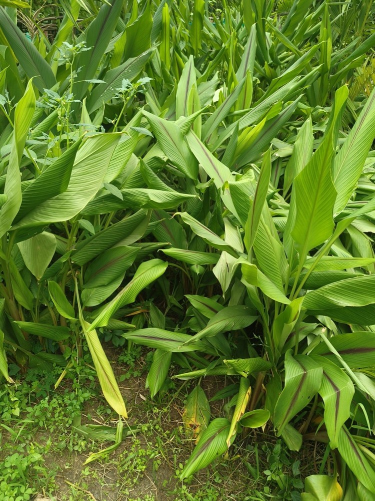 1 Yellow Turmeric Ginger Starter Plug - Curcuma longa