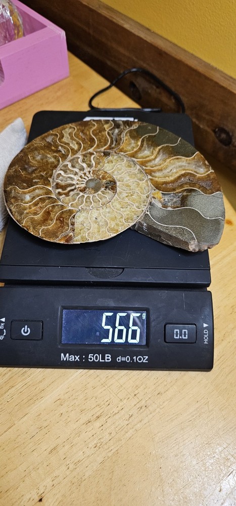 Ammonite Natural Pair