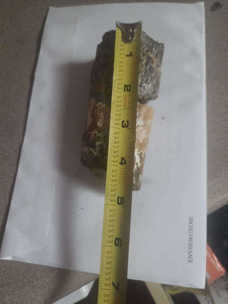 Large Baculite Fossil