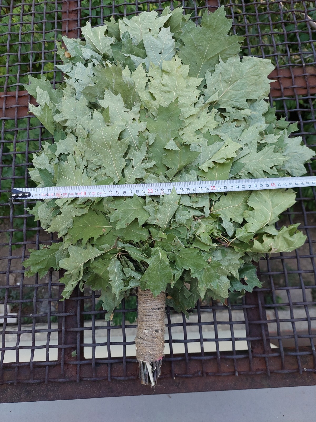 18st Oak canadian brooms+herbs sauna banya venik whisks Eiche 2025 Ukraine free