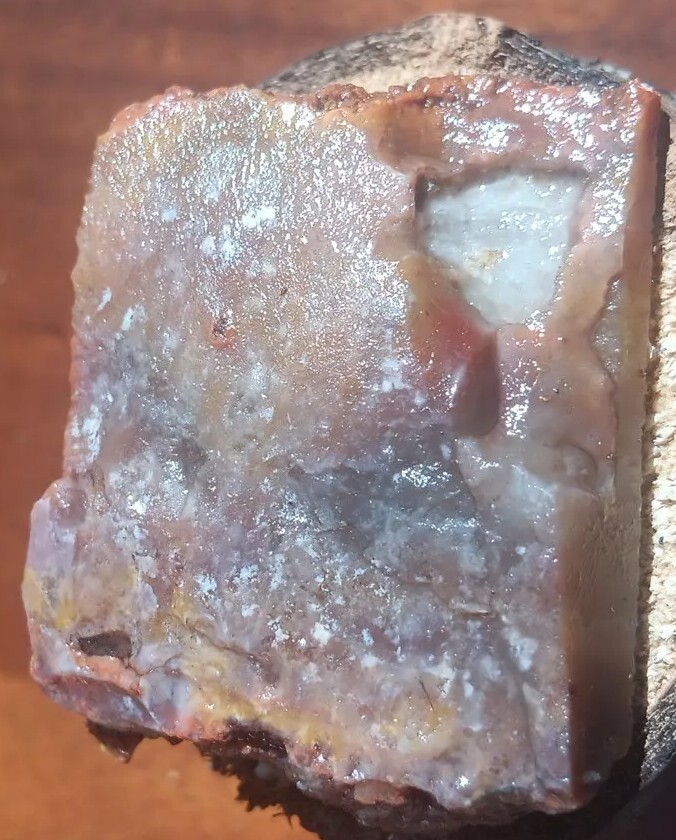 Volcanic Petrified Wood Limb Casting End Cut From Cube Utah See Cube