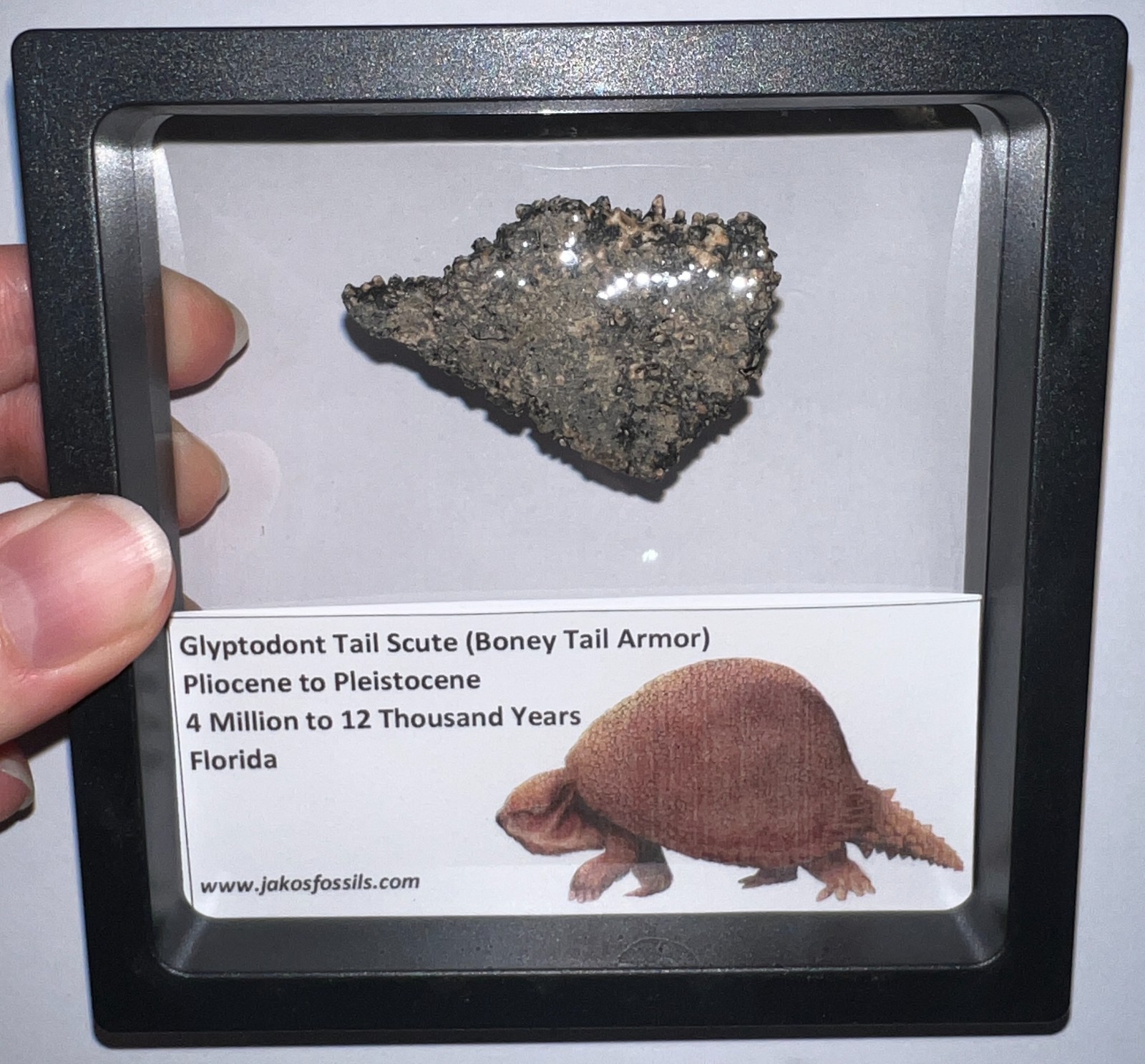 Framed RARE Ice Age Fossil GLYPTODONT Tail Scute Bone Armor Lot! ONE PER ORDER!