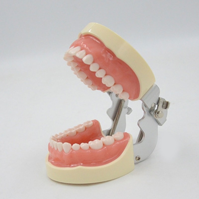 Teeth Model Teaching Model Soft Gums Removable 32 Teeth, for Dentistry Students