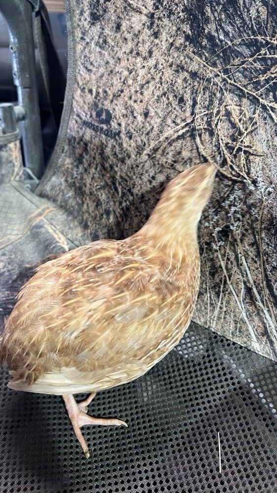 12+ count Ginger Quail Coturnix hatching eggs