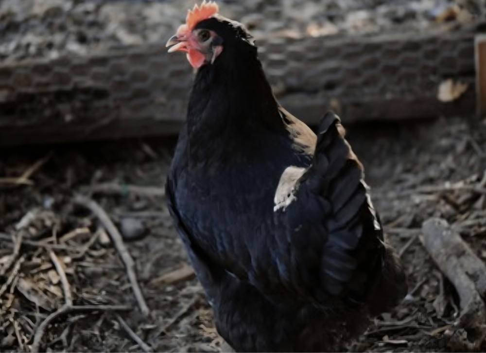 6pack Rare BBS AUSTRALORP chicken hatching eggs