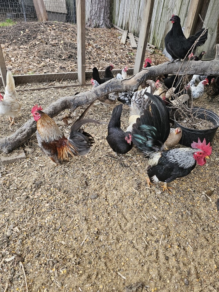 20 Serama Chicken Hatching Eggs