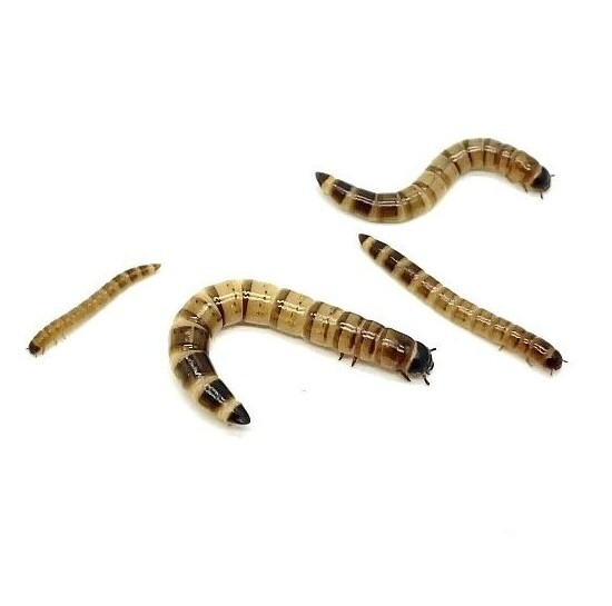 Live Superworms - 50-2000 counts - 4 different sizes