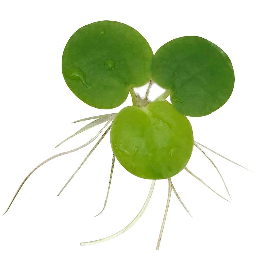 Amazon Frogbit Live Aquarium Plants