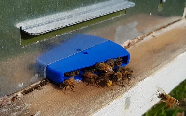 Hive Gate Robber Bees Protection Entrance