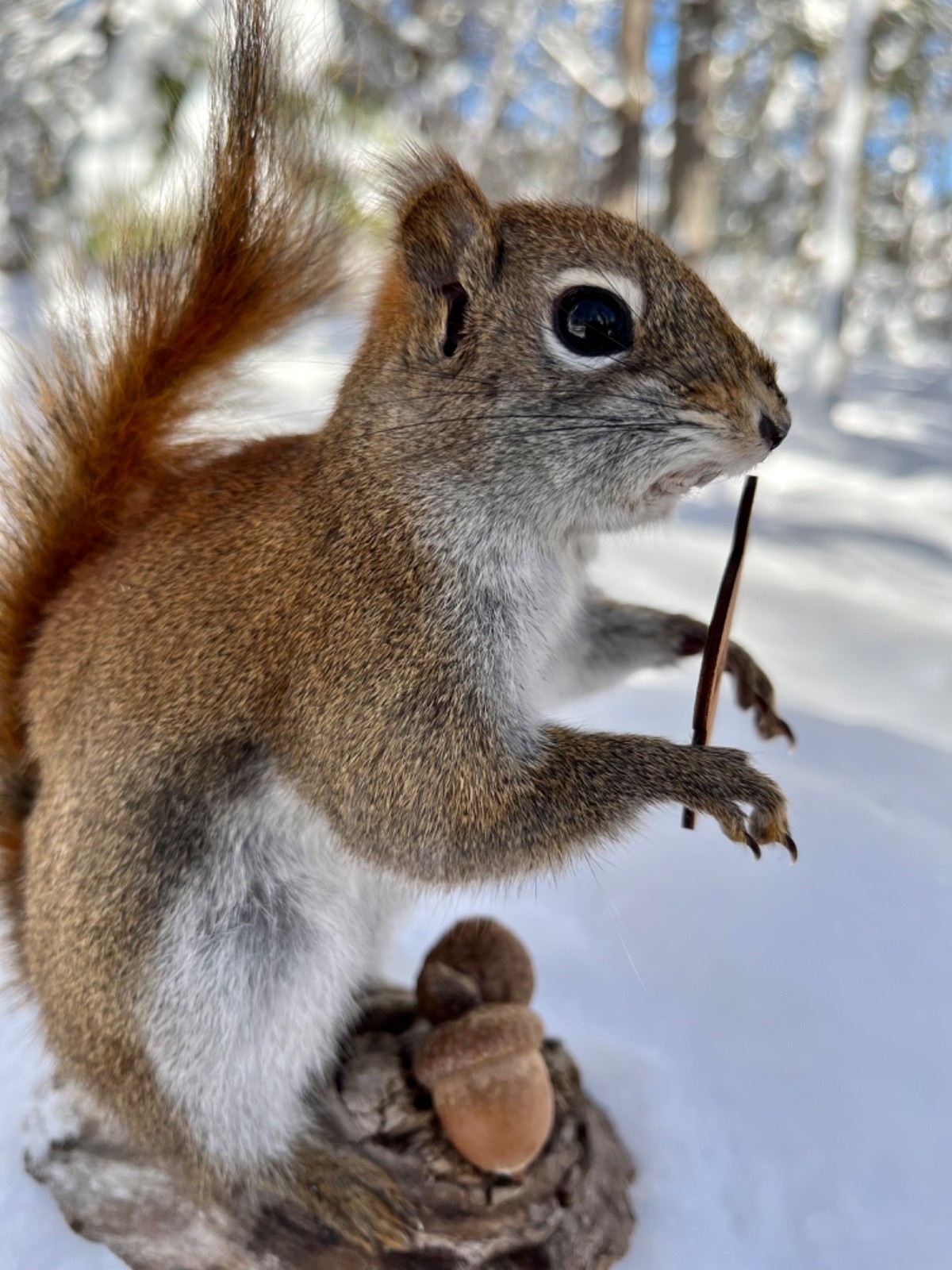 Red Squirrel Taxidermy, Squirrel Taxidermy, Pine Squirrel, Adirondacks, Gift!