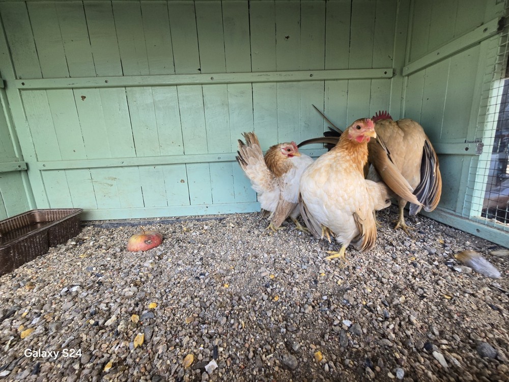 6++ Extreme Malaysian Serama Chicken Hatching Eggs (micro)