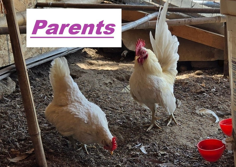 12+ A Dozen Serama Chicken Hatching Eggs Mini Chicken