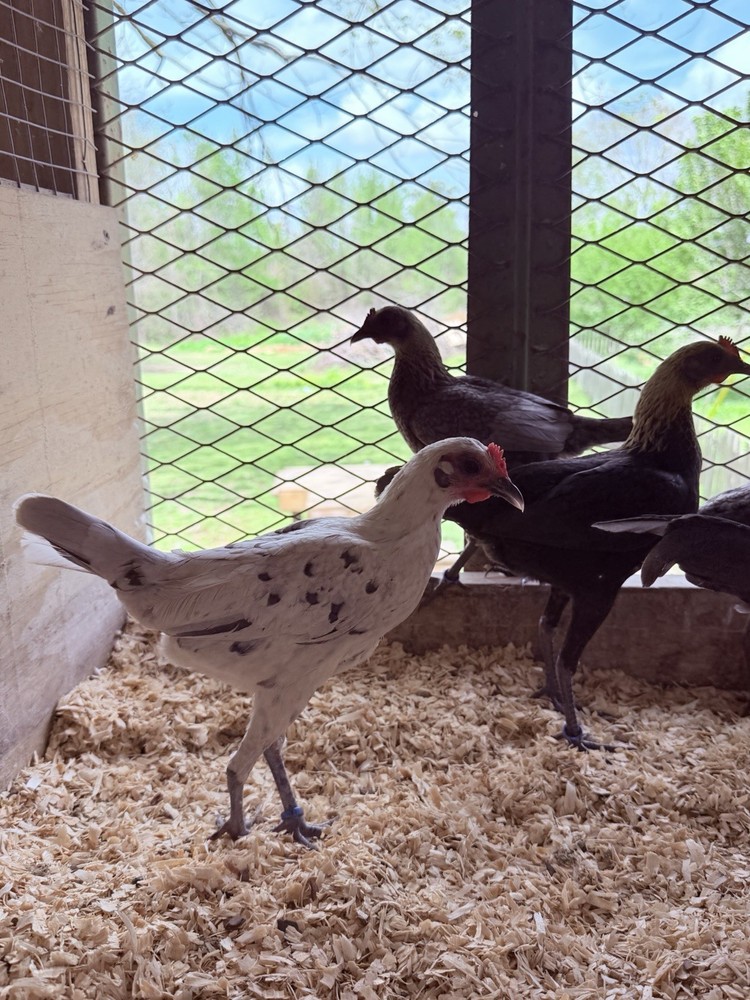 12+ Lemon Blue Modern Game Bantam Hatching Eggs