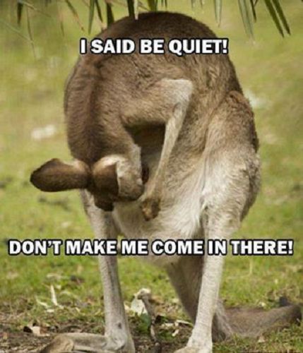 Funny Kangaroo  refrigerator magnet 3 1/2 x  4 "