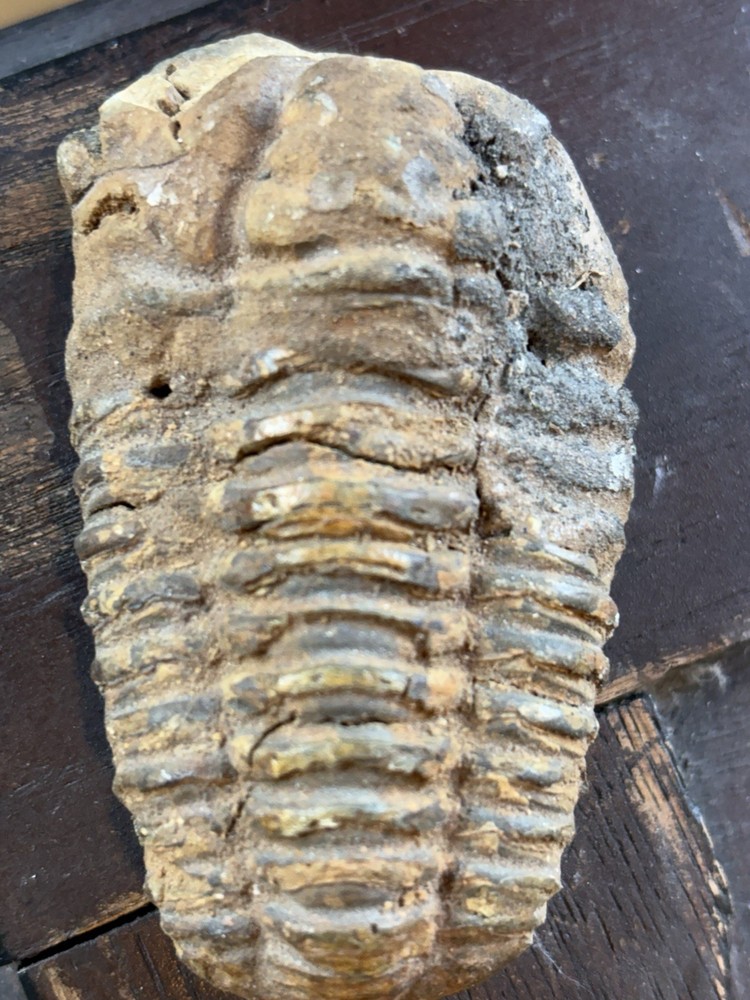 Trilobite