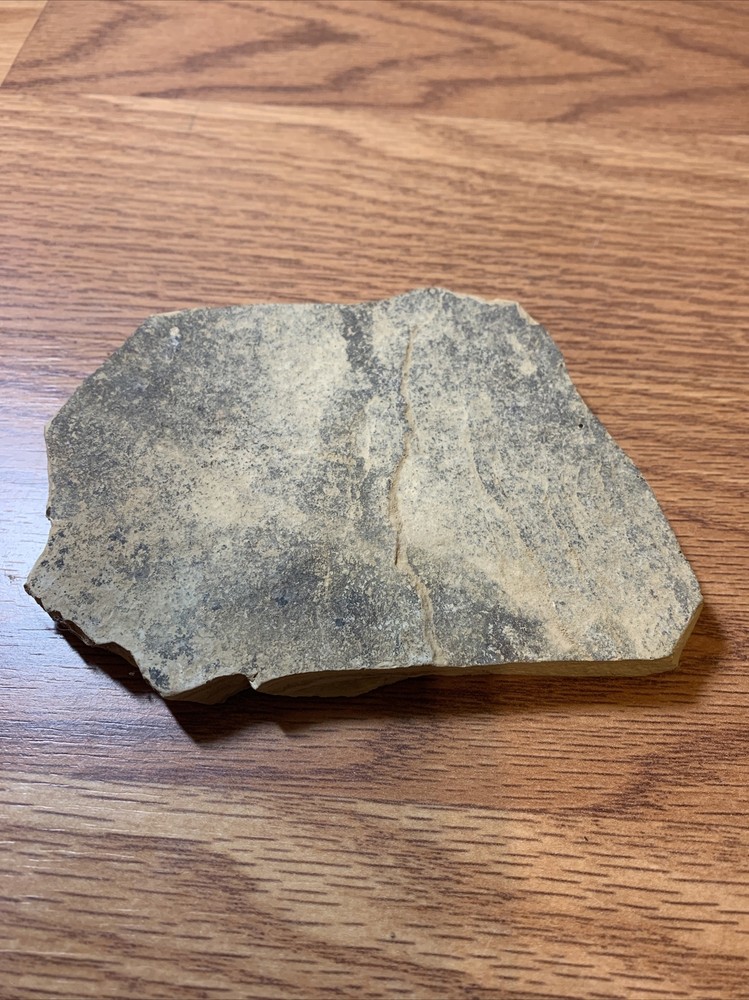 Fish Fossil: River Formation