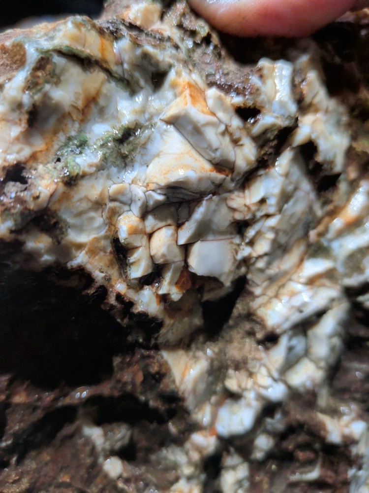 Hampton Butte Slab Specimen (1lb 8oz)